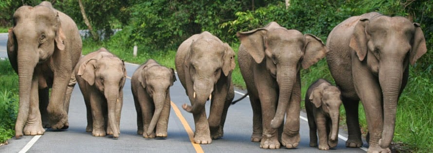 Parc National de Khao Yai Parc National de Khao Yai - Horde d'éléphants