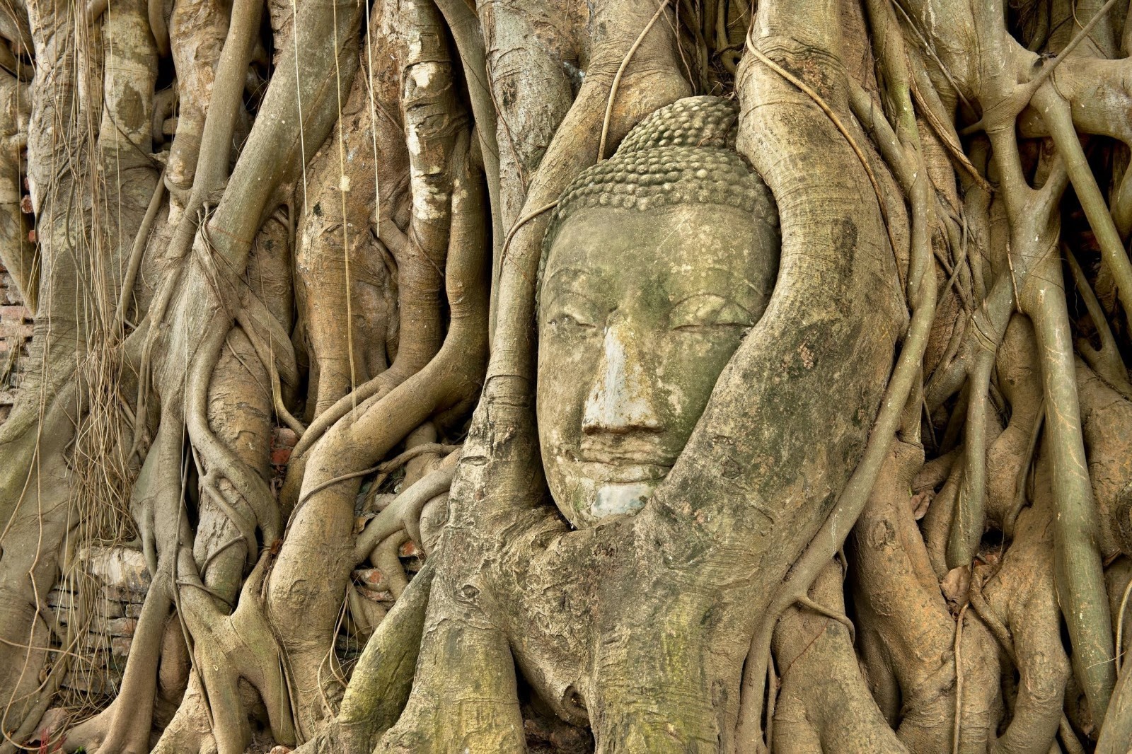 Top 8 des hôtels pas chers à Ayutthaya - photo du célèbre bouddha dans les racines d'un arbre